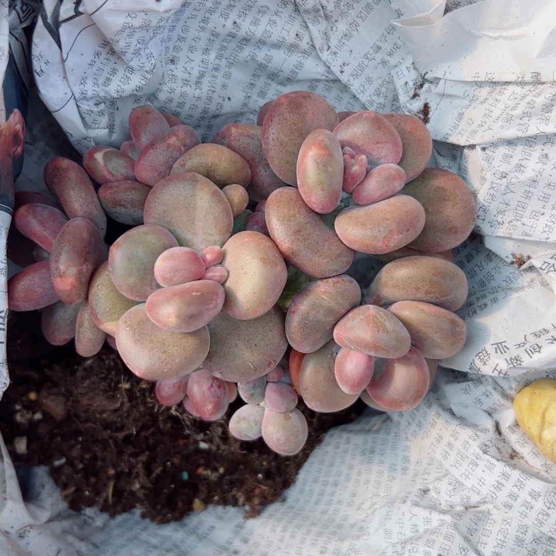 梅*芒果奶多肉植物多肉植物