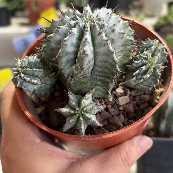 群生白衣魁伟玉11111111