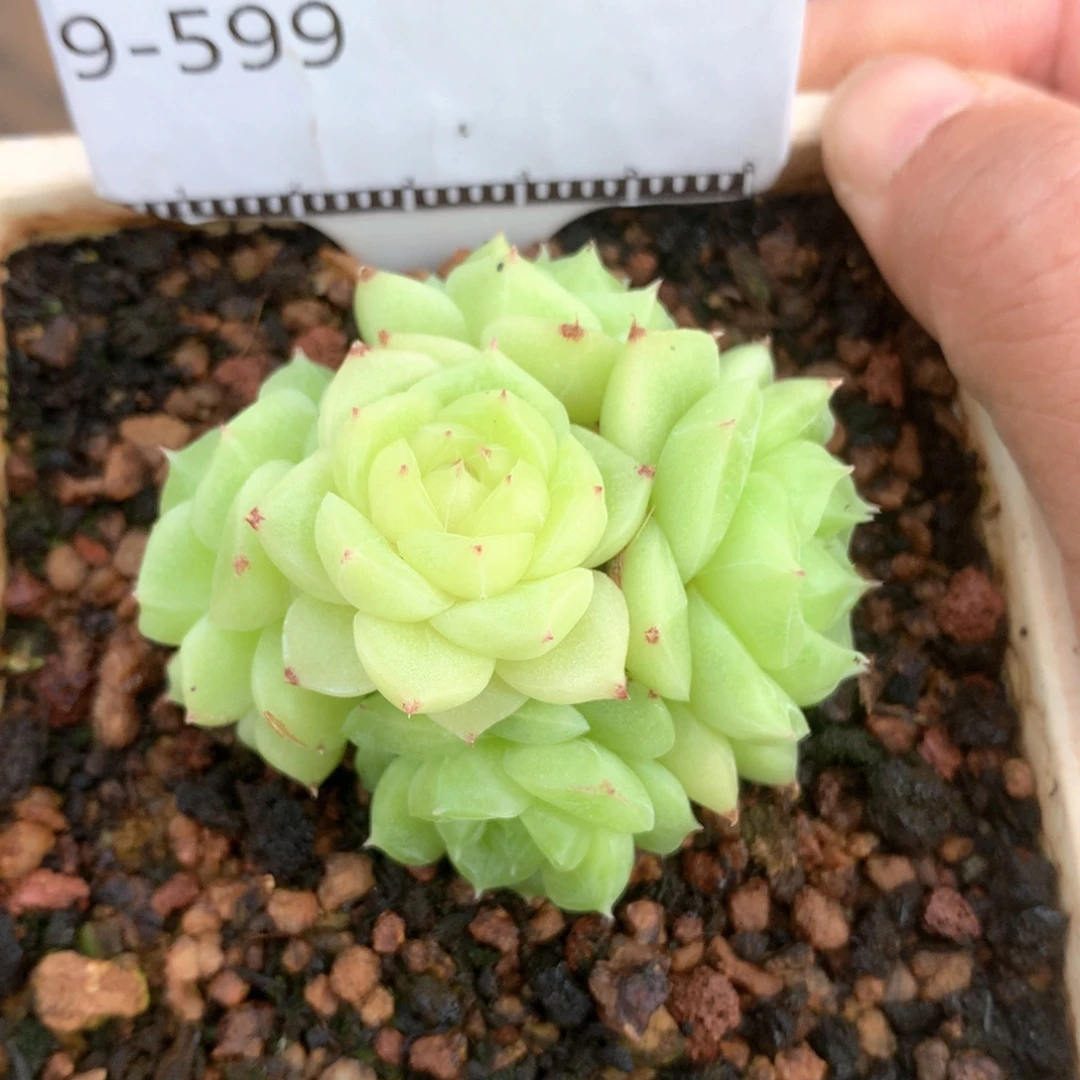 玉檀精品多肉58包邮不包整