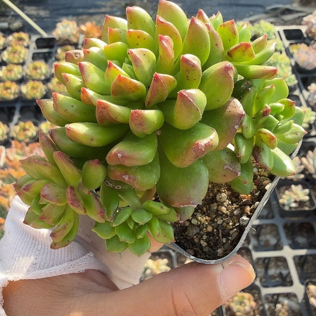 195七公分无砍小灯笼满20包邮