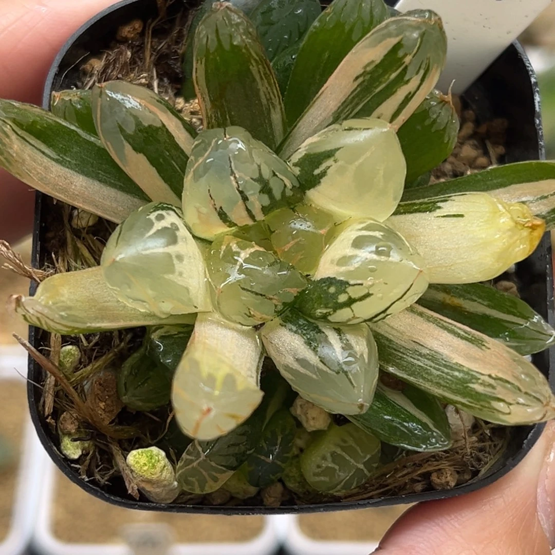 81红太阳玉露锦带仔福利专场