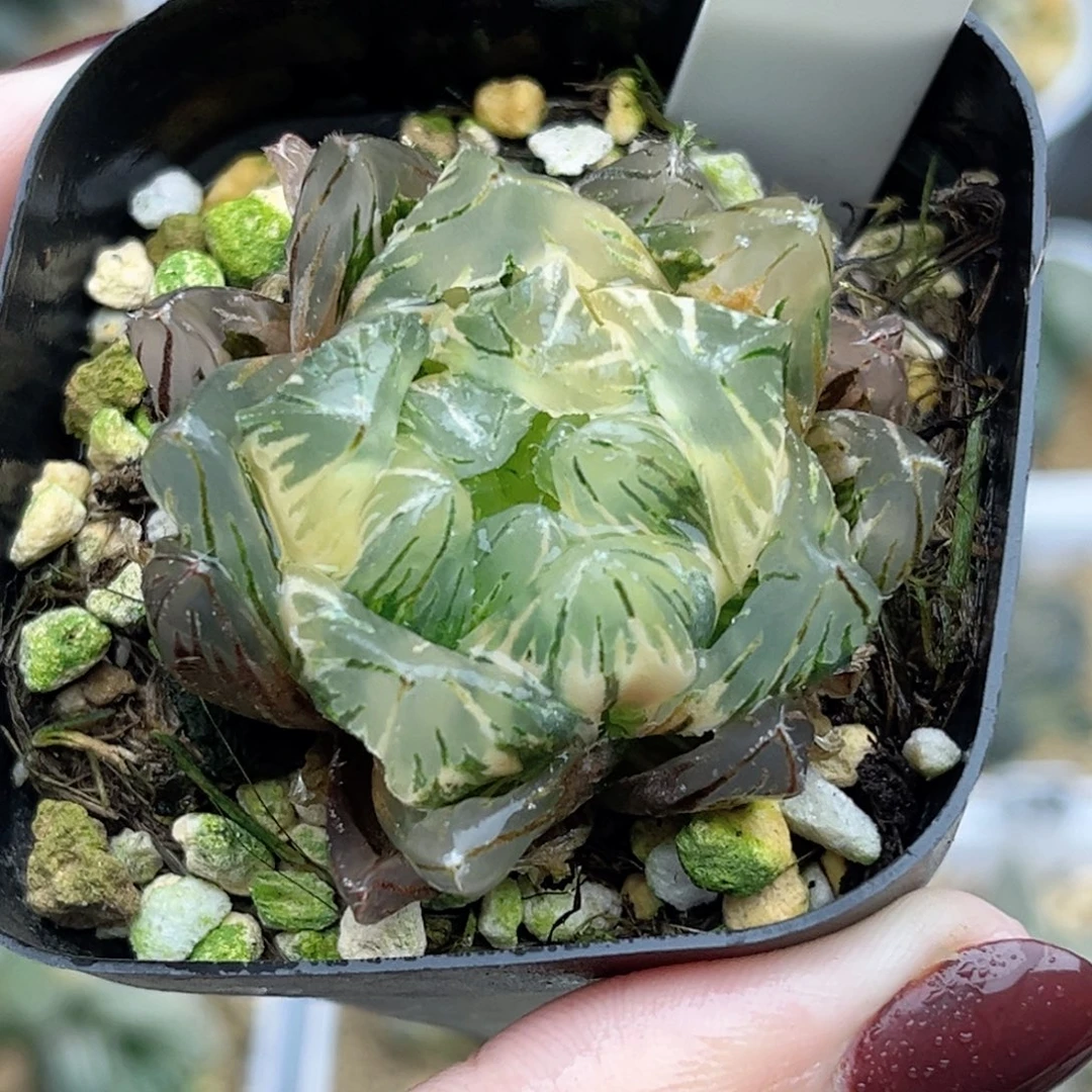 86大窗极上斑龙鳞玉露锦福利专场