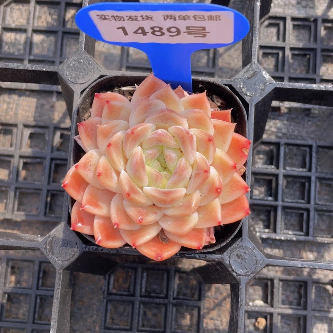 1489号 冰魄单头一个