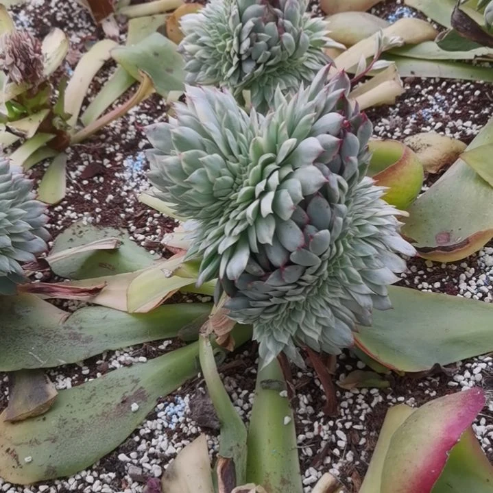 月光女神白覆轮锦缀化捌下发