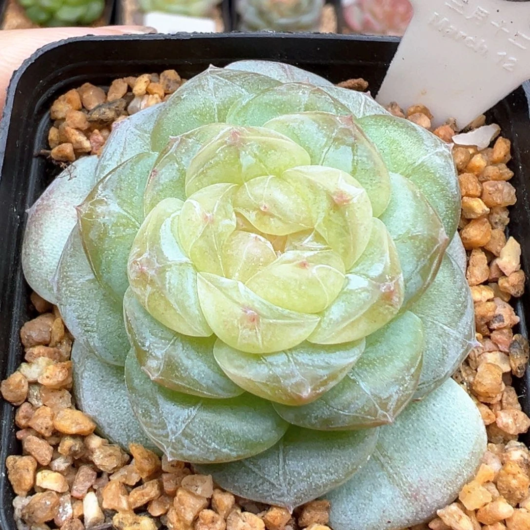 459号风花雪月系列星月