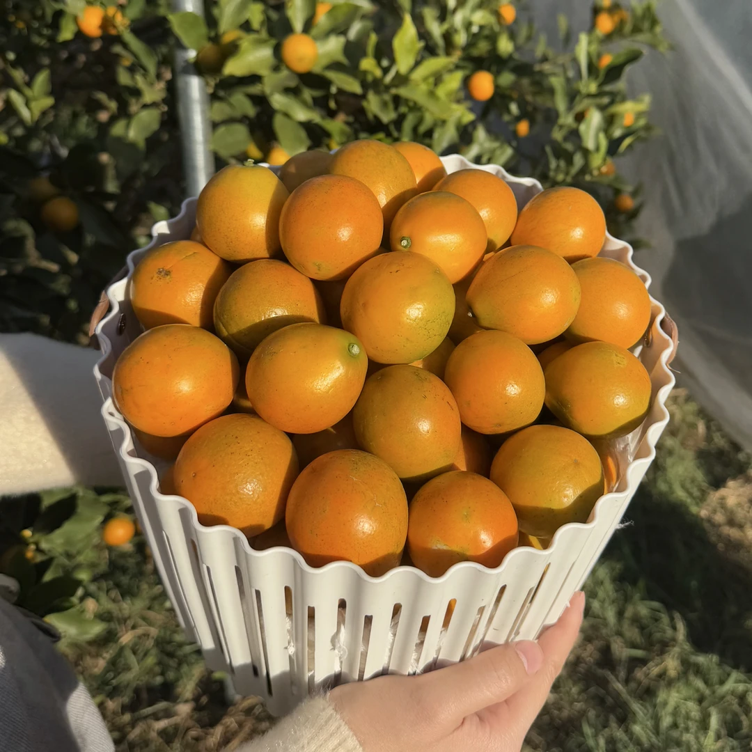 广西脆蜜金柑第三代融安金桔