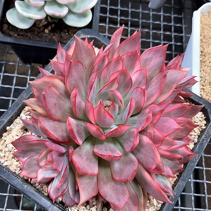 红莲锦大群多肉植物