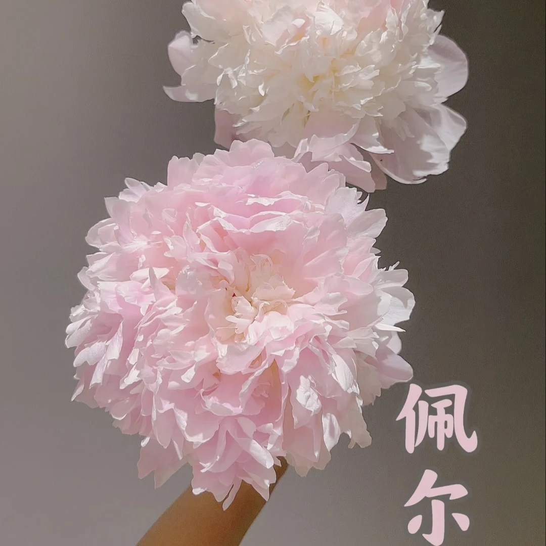 【邮政助农精选】佩尔头茬对货对版山东芍药精品鲜切花Q