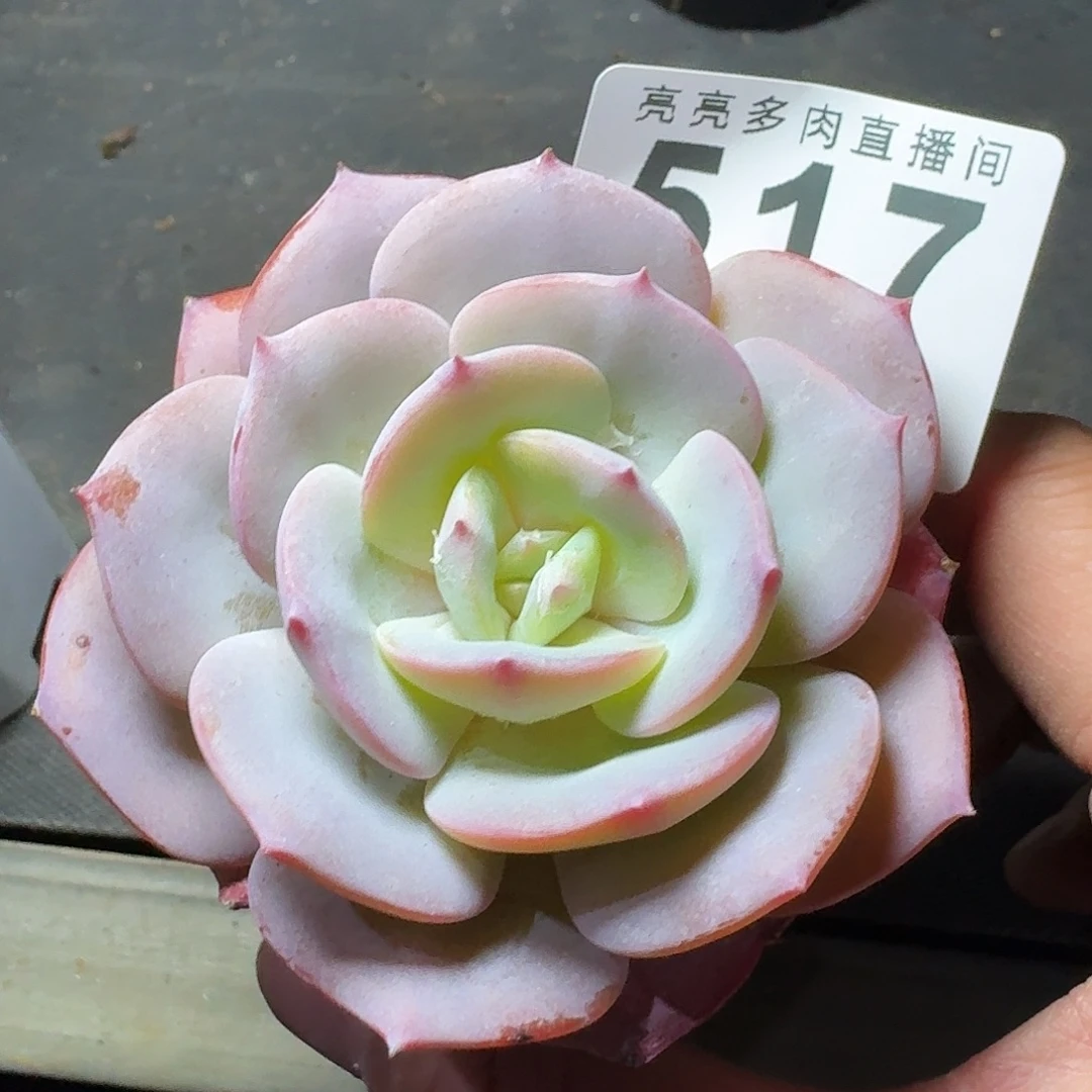 白凤          摇身一变高富帅，一夜暴富动作快