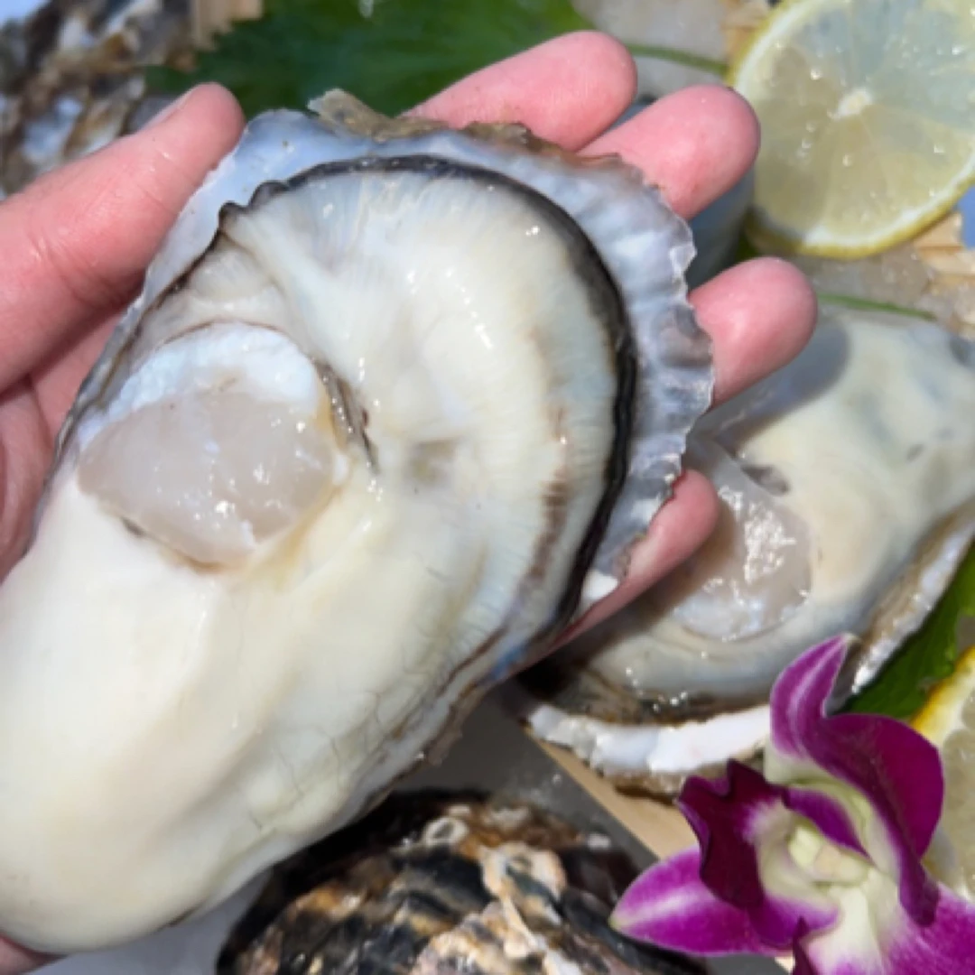 （精品）2-3两 鲜活乳山生蚝 5斤家庭装 赠工具包