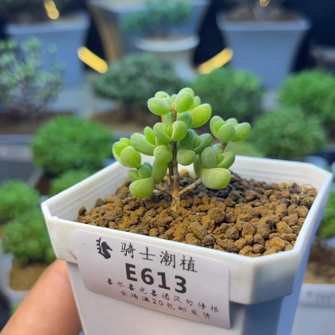 613元宝多肉植物多肉