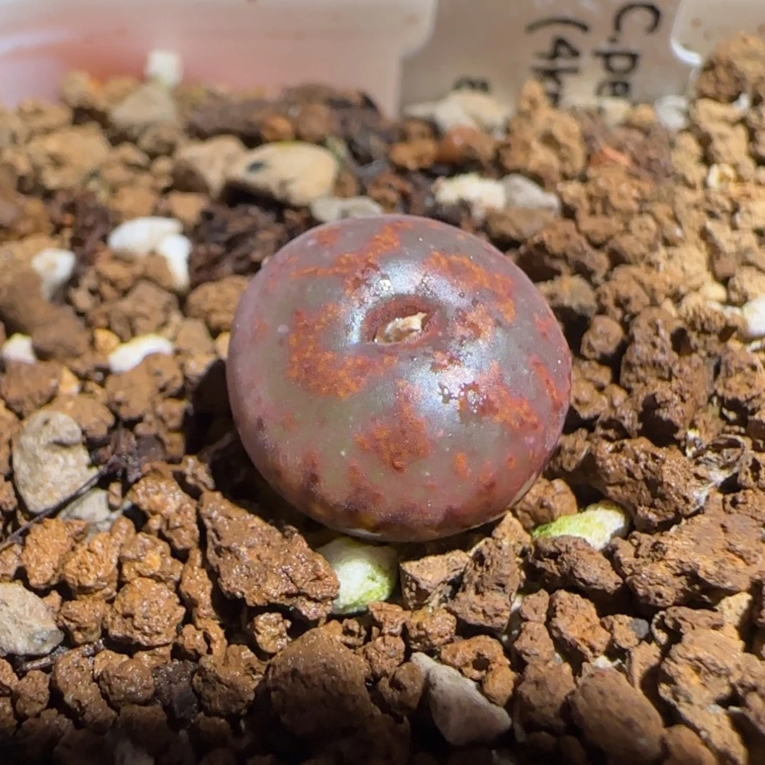 肉锥多肉植物组合-ap正红色酒红勋章804