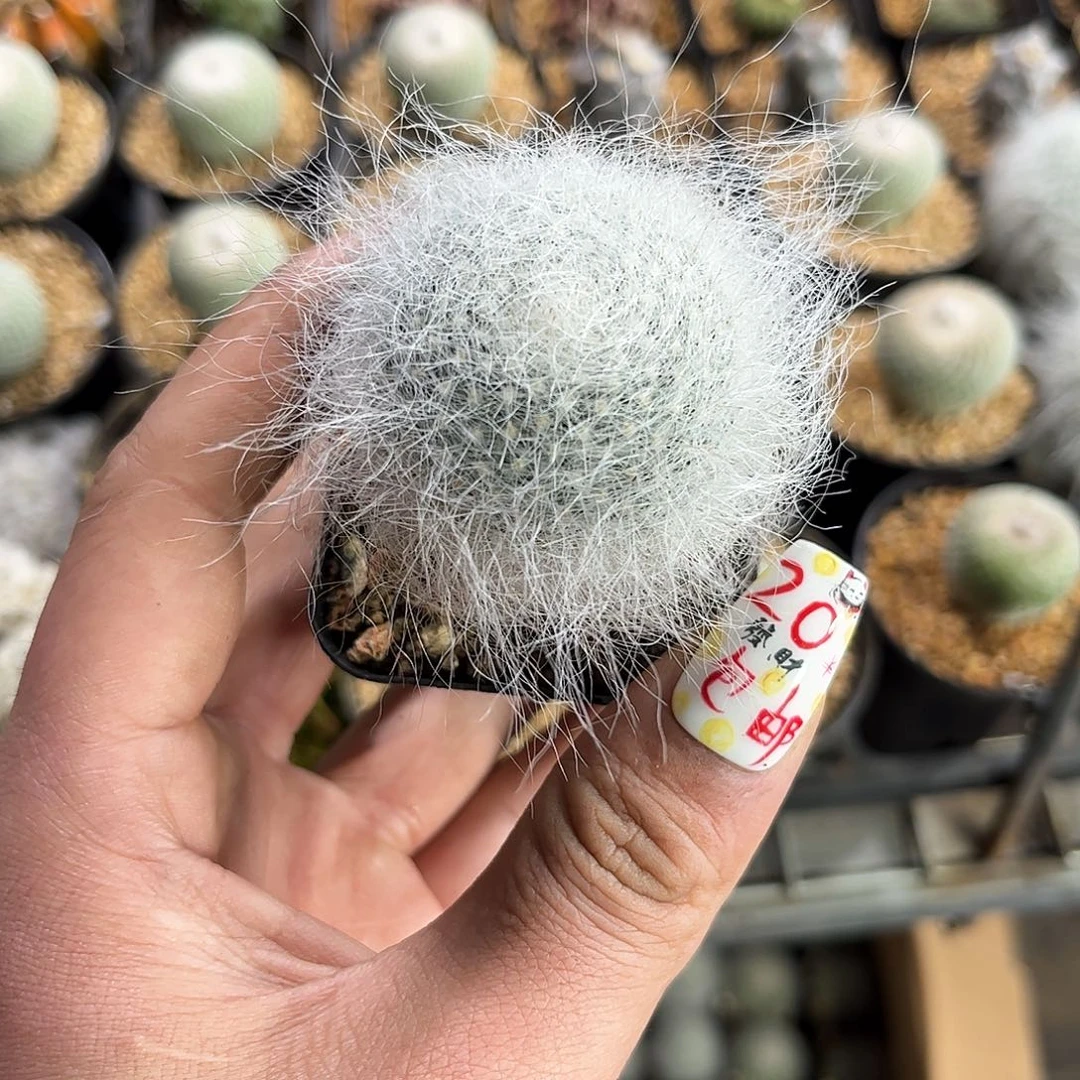 雪原玉翁单头发货有根