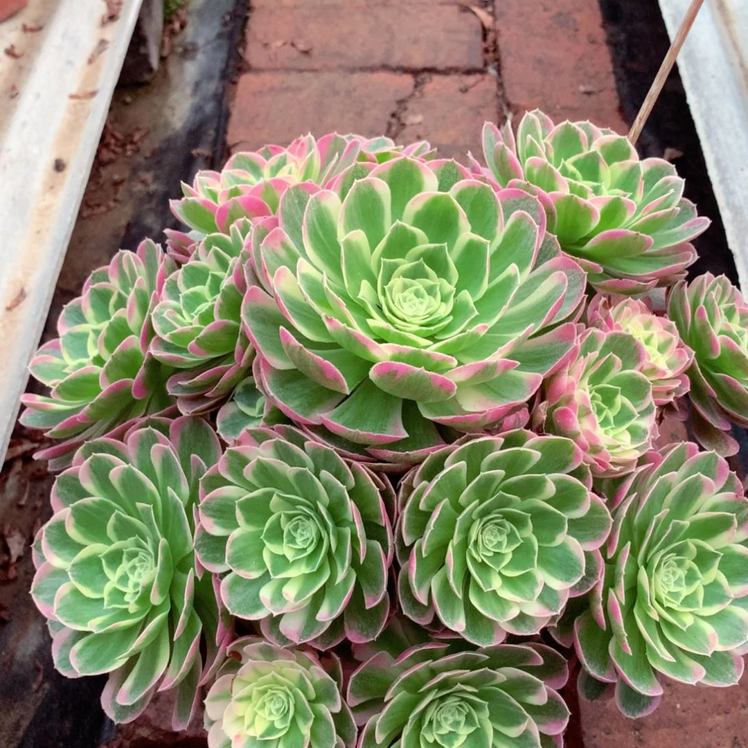 水中月，多肉植物的