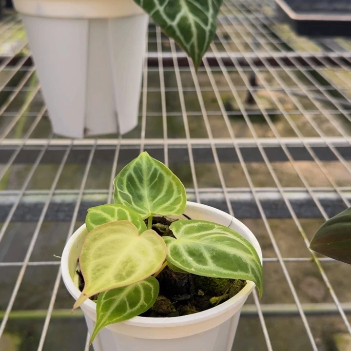 完全开放银色面纱