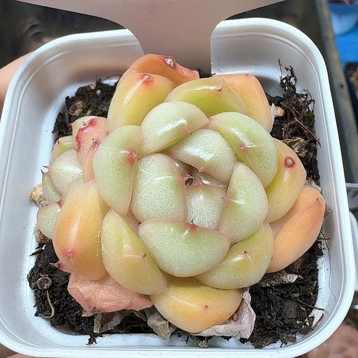 芒果珍妮多肉植物374
