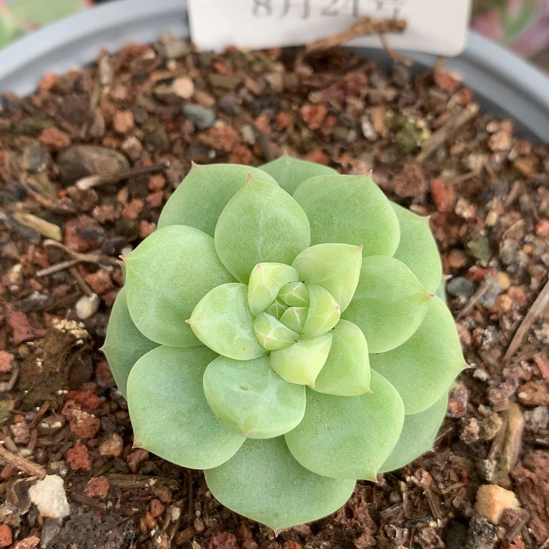 【闪购商品】云793号