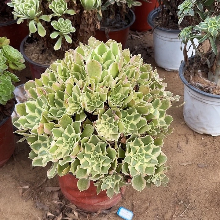 多肉植物夜萝刹56