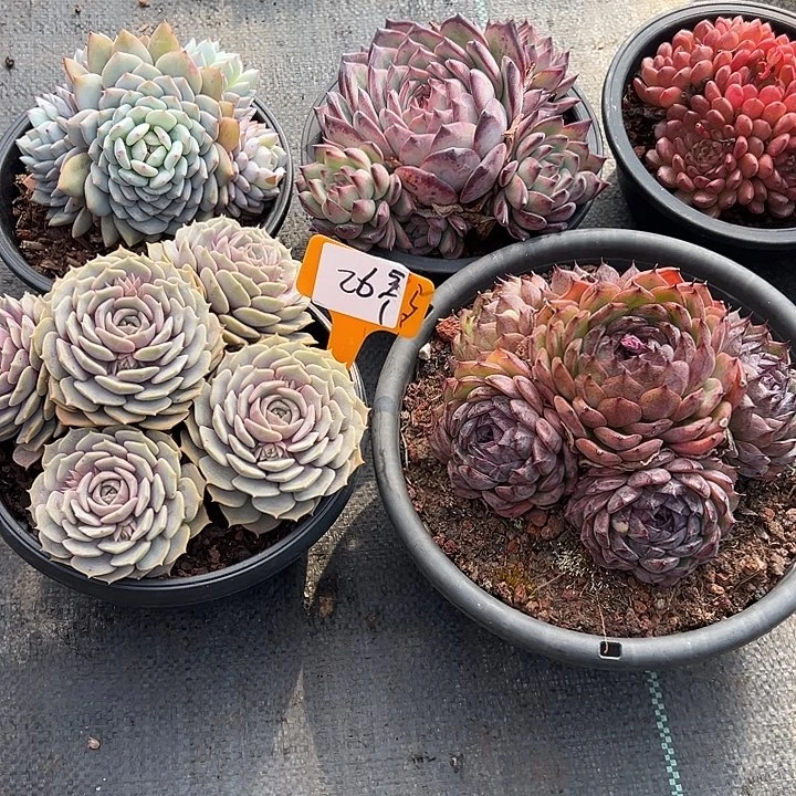 226一筐多肉脱土5个