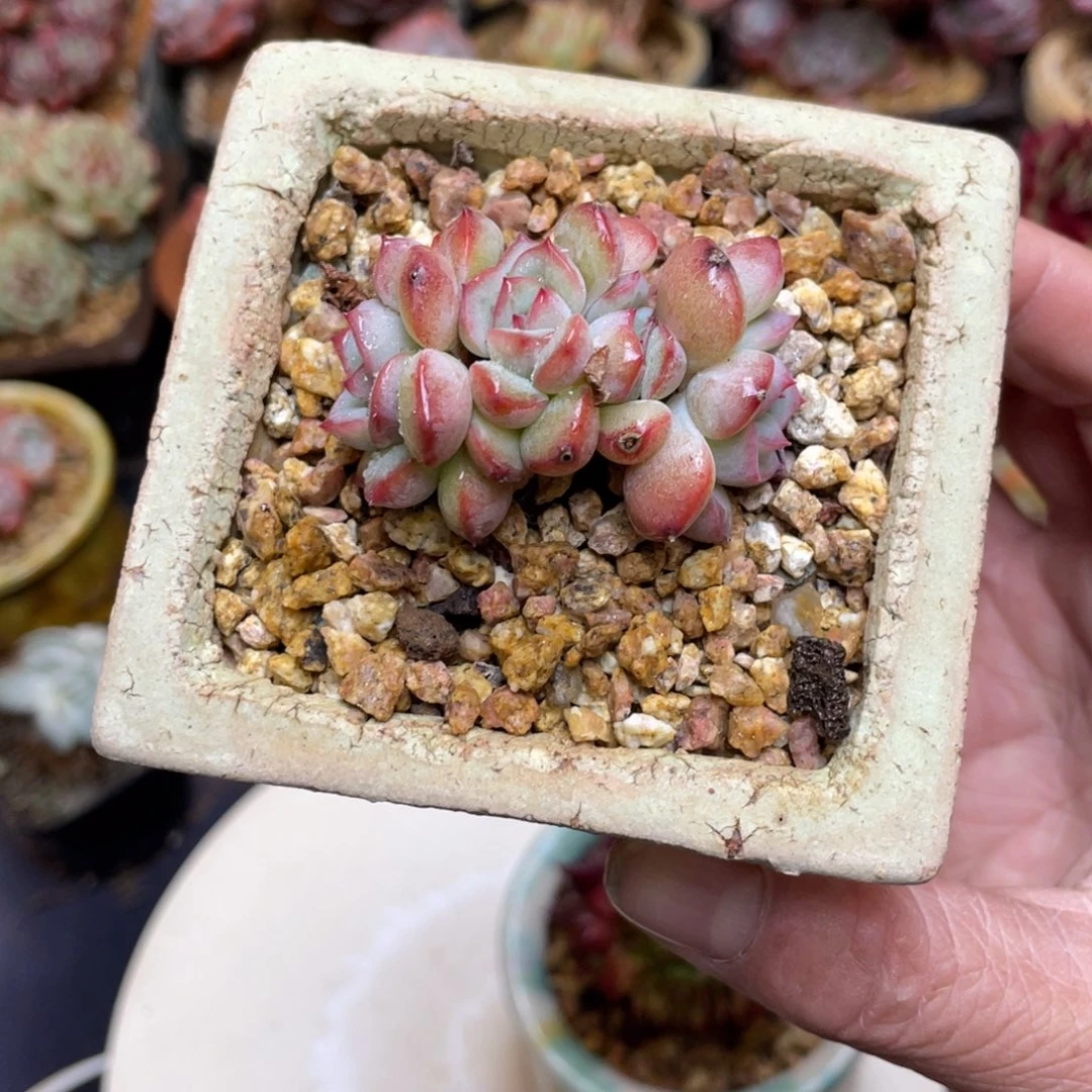 草莓泡芙朵朵缀老桩