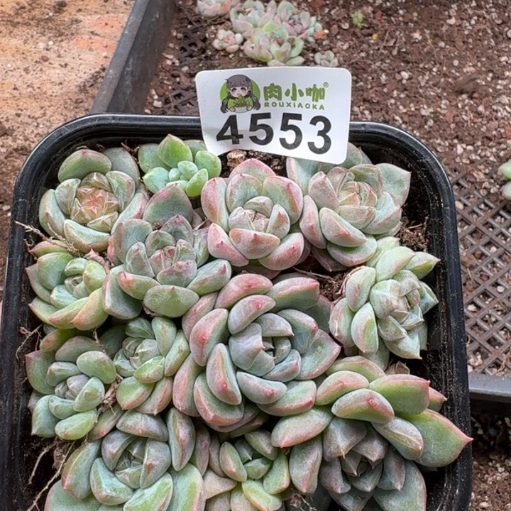 多肉植物多肉植物