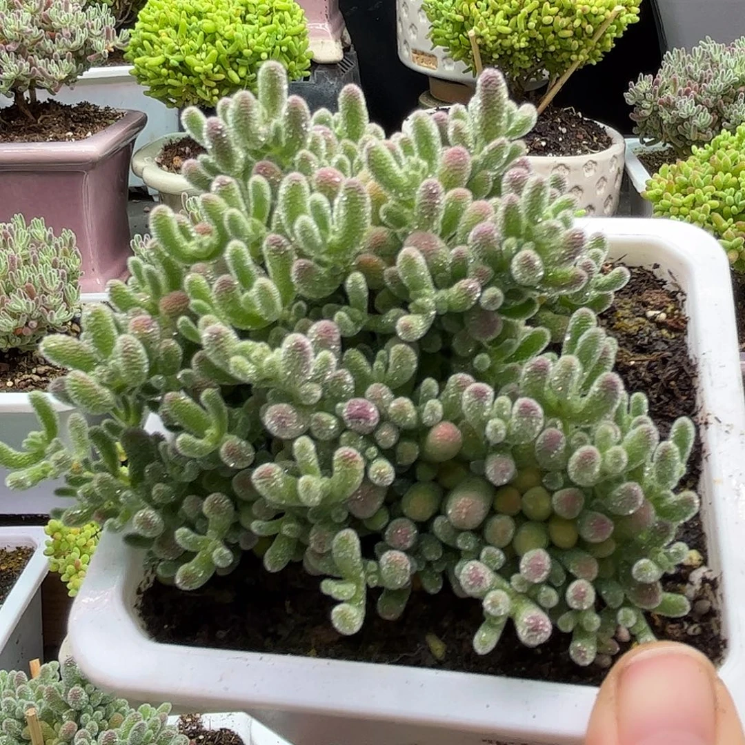 冰晶枝干番杏优秀