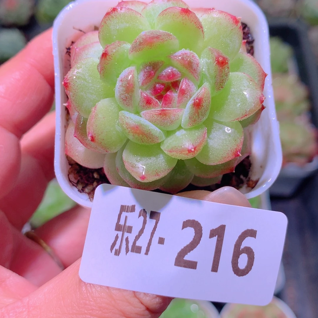 乐然27-216 珍妮单头