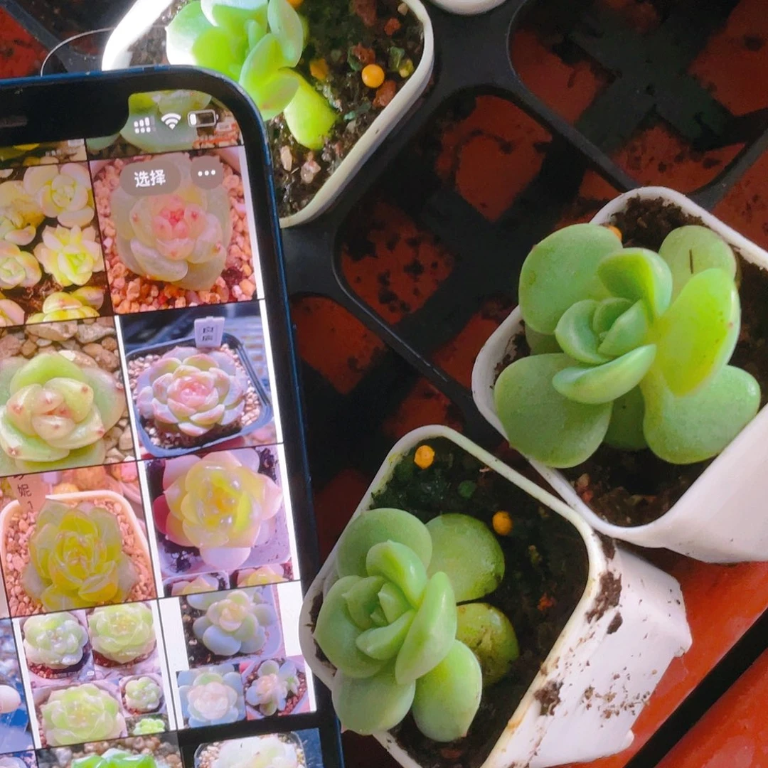 自有珍妮1 /2各一盆满25包邮