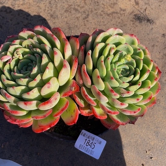 香****常十里桃花1845多肉
