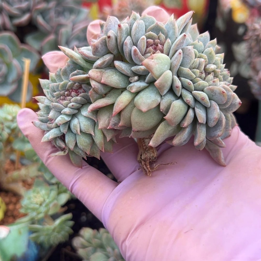 c***l新年快乐 新年快乐 新年快乐