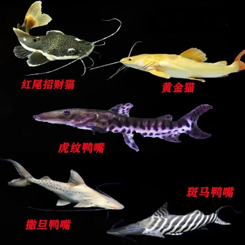 牛头鸭嘴，撒旦鸭嘴，斑马鸭嘴，麦克鸭嘴，圆点巨虎，