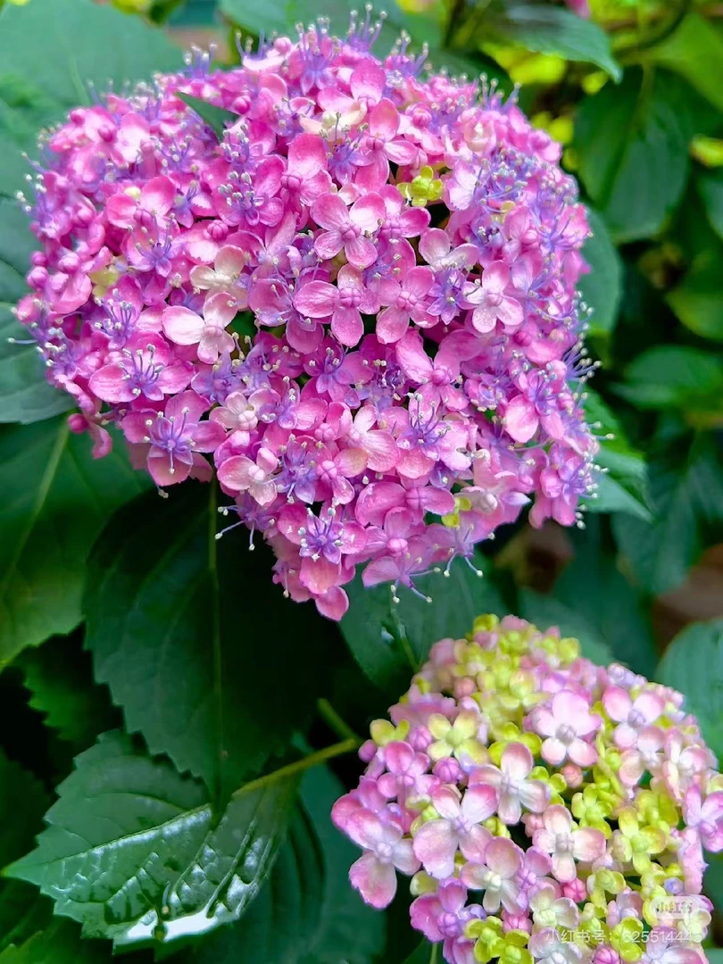 绣球花苗  庭院花园生活阳光培育鲜花  云南基地直发