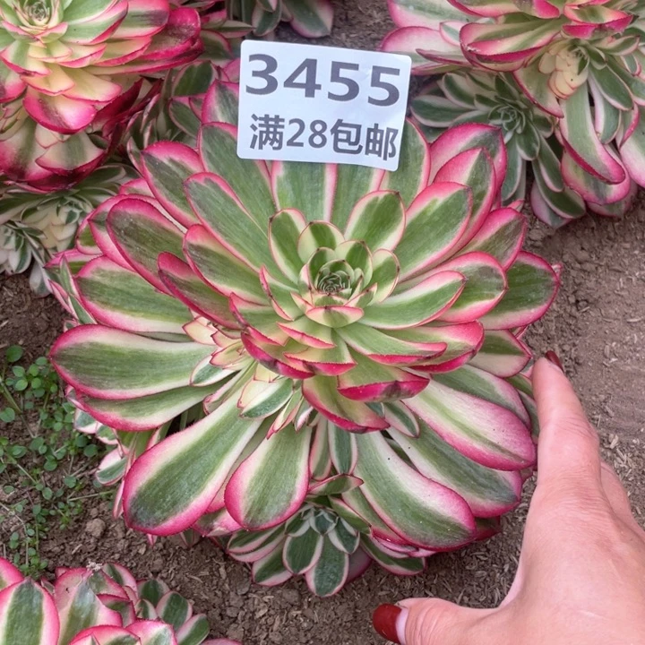 3455二号棚倾城多肉L