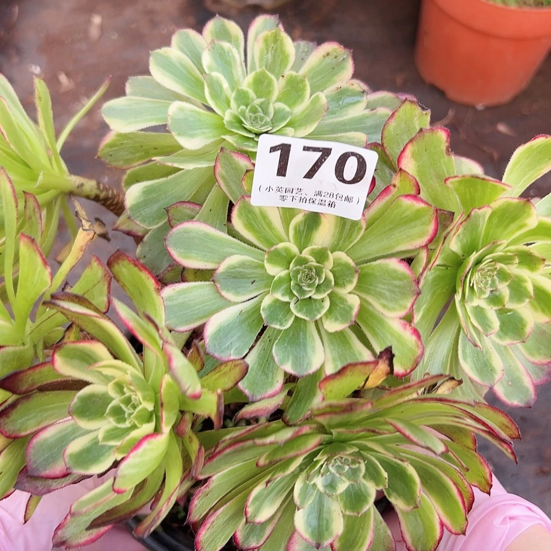 多肉植物多肉植物170
