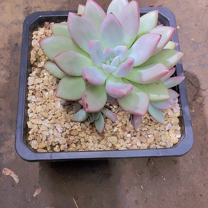 麦****赫本多肉植物小群