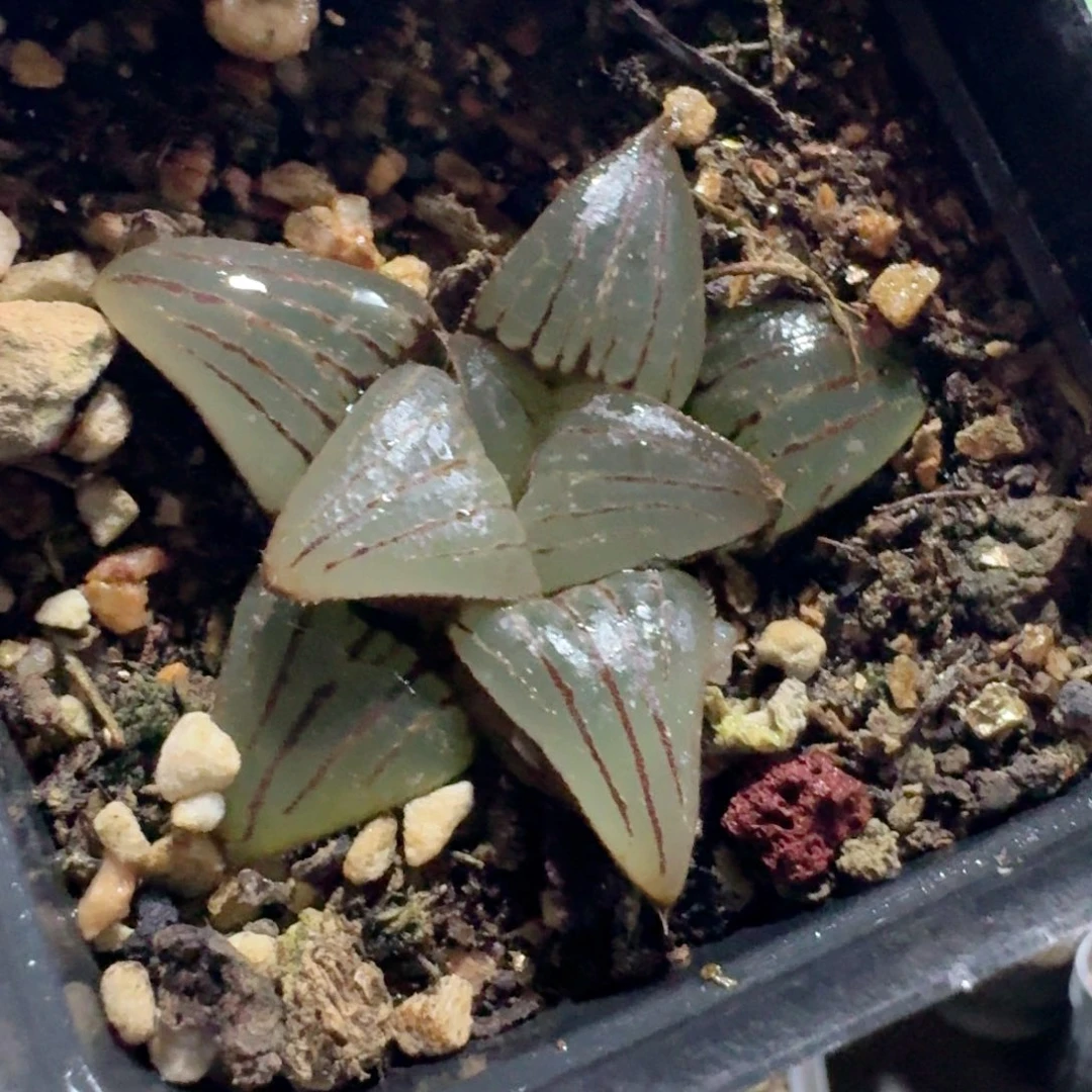 356西瓜寿杂交脱土发货