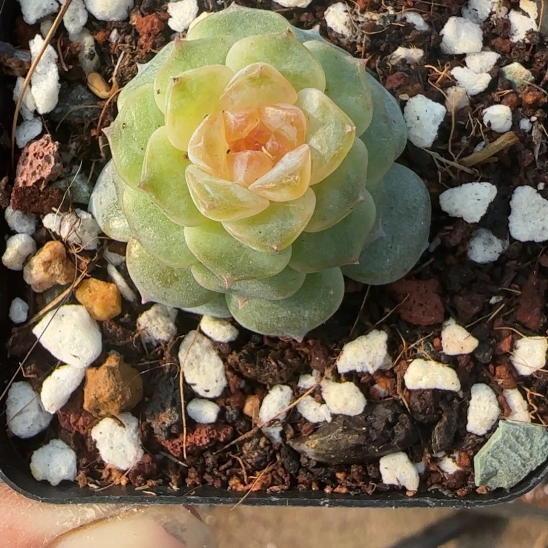 小卡拉米糖心一物一拍