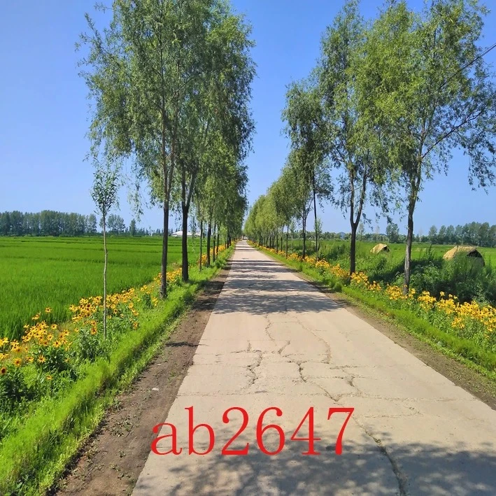 【主播同款】背景布网红直播间男女拍摄背景3D直播背景布