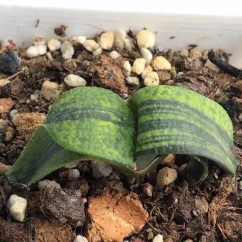 蜗牛锦带盆发货哈哈