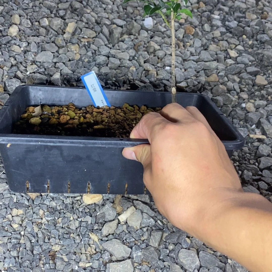 红莹常盘柿小树原生