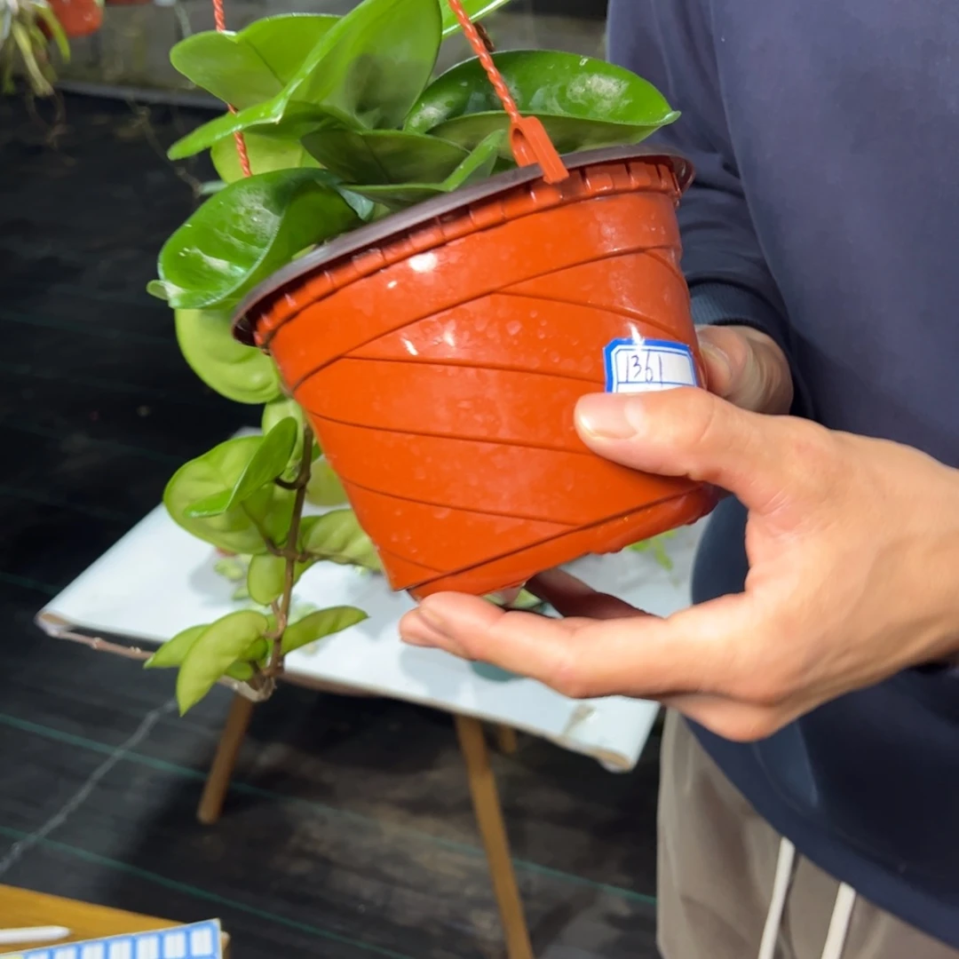 用***1无花朵克林顿大苗