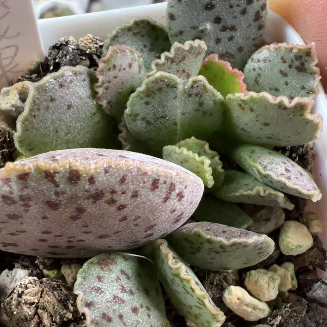 火龙果水泡多肉植物水泡