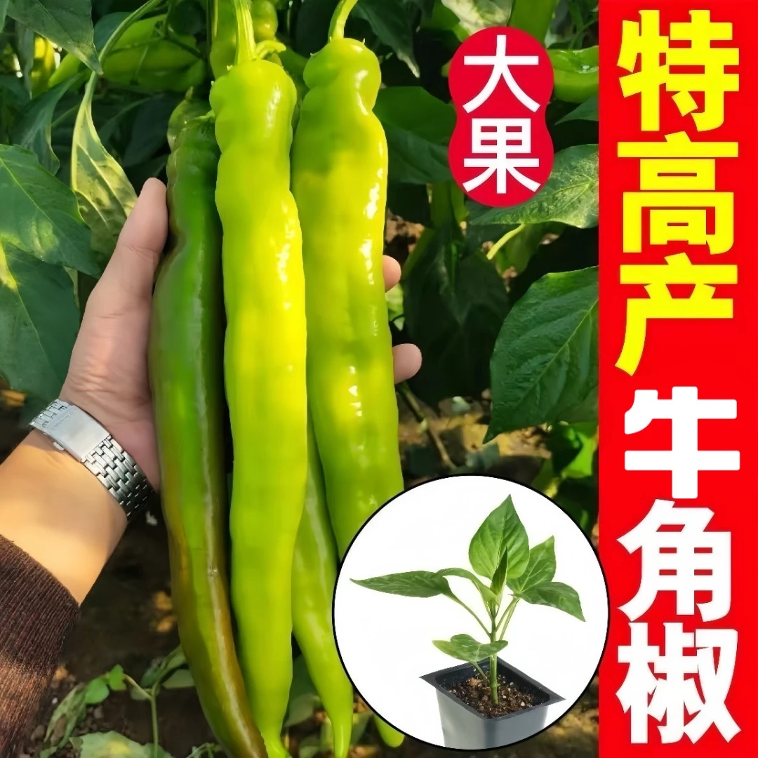 大果牛角椒秧苗量大批发大田种植蔬菜苗春秋高产早熟辣椒田园蔬菜