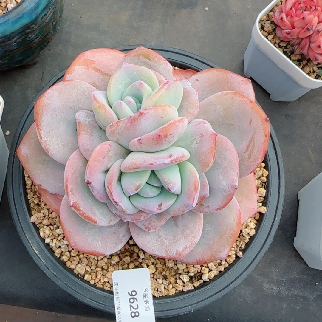双心奶茶，9628多肉植物