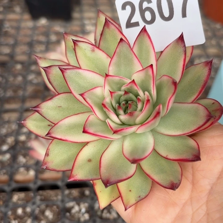 吉赛尔锦头盖锦无根当天次单满18包邮