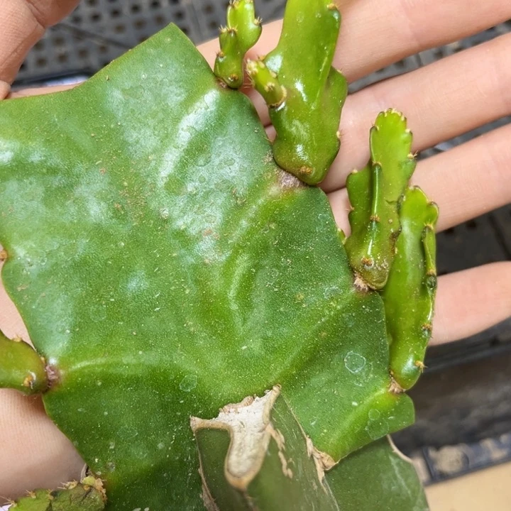 当前无花栽培后可以开花65