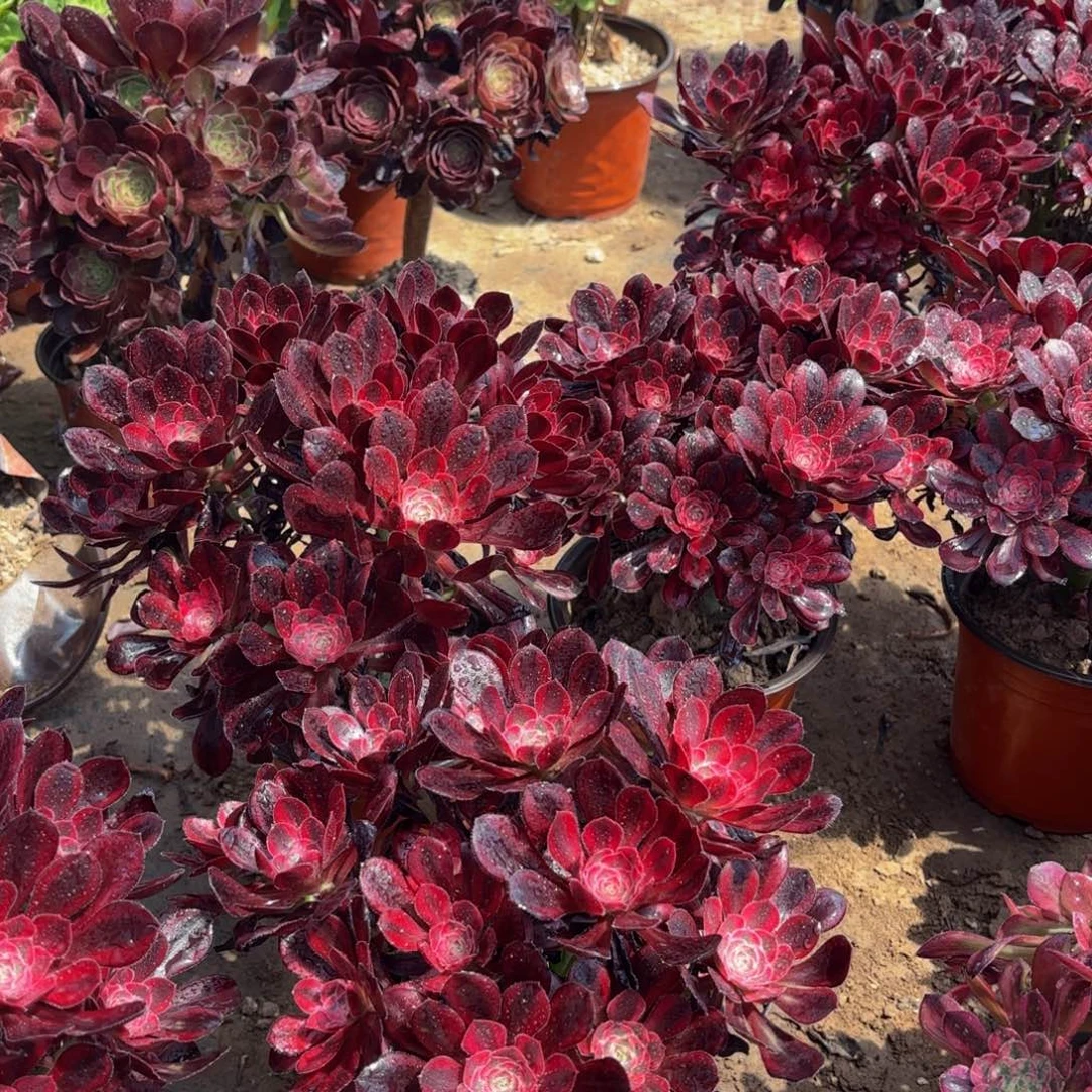 香奈儿绣球9.9法师嫩