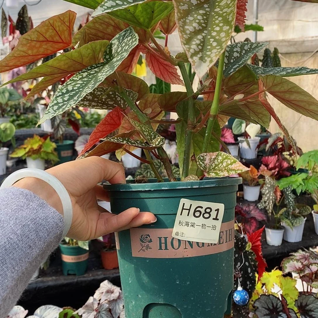 不开花植物清*秋海棠681