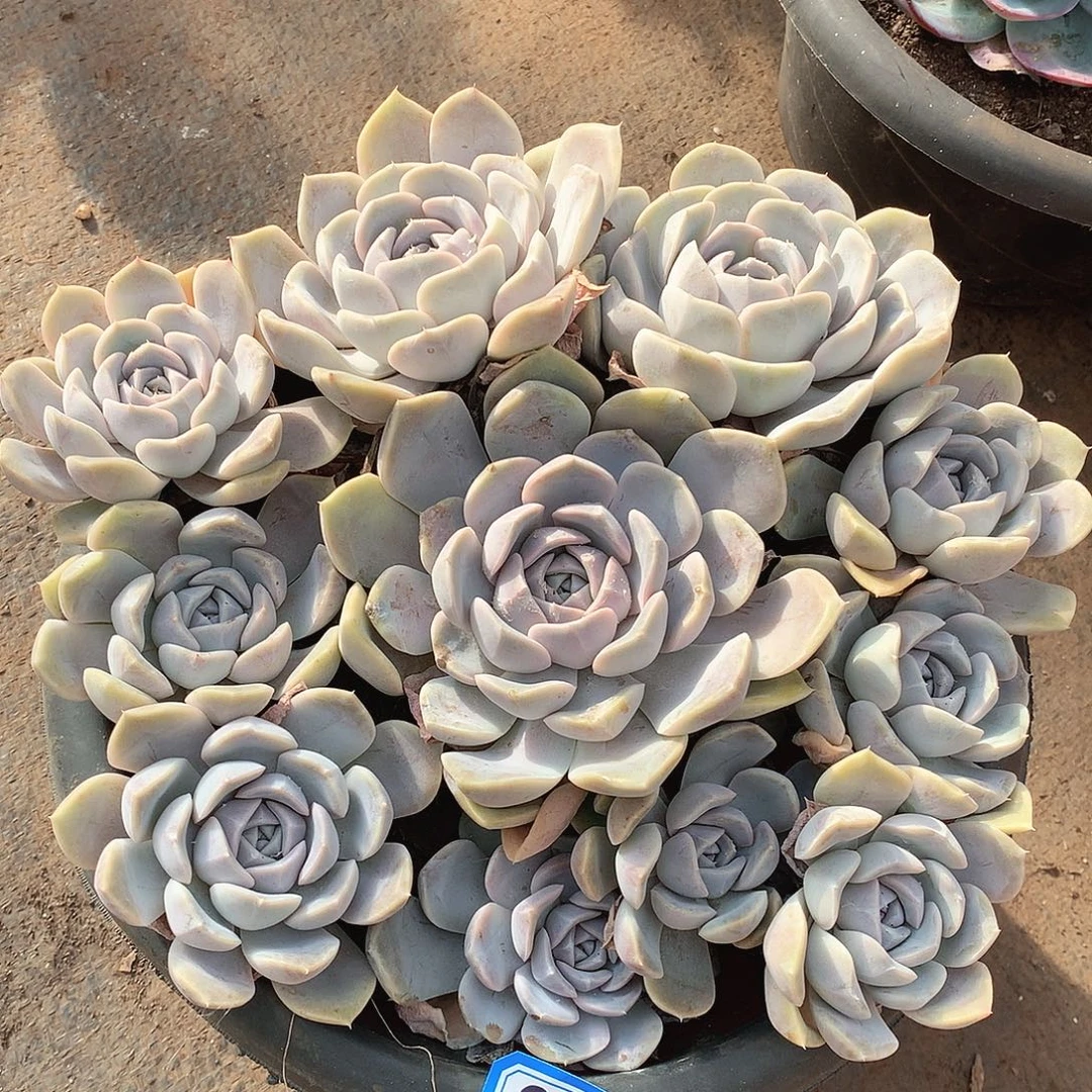 848汉堡一物一拍多肉