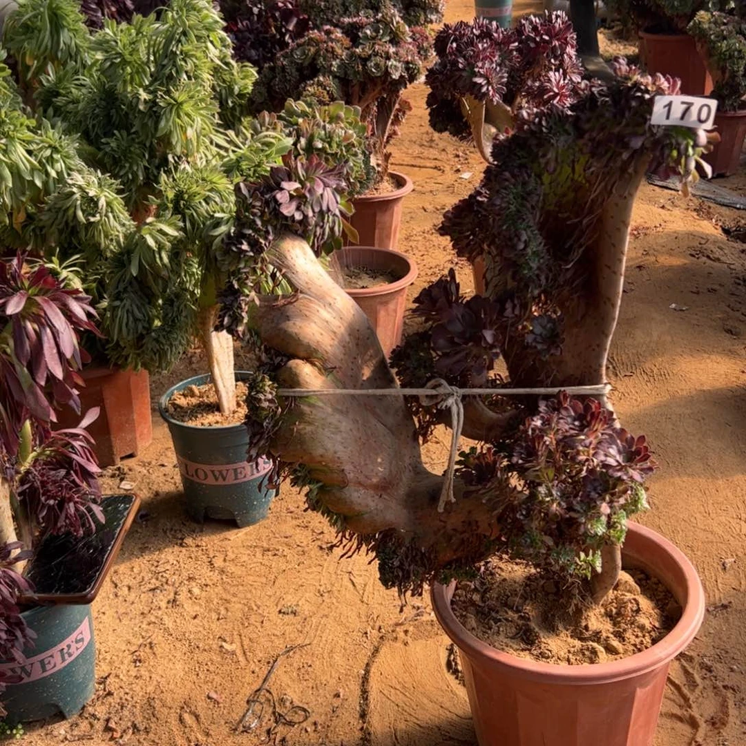 铜壶有伤170一颗